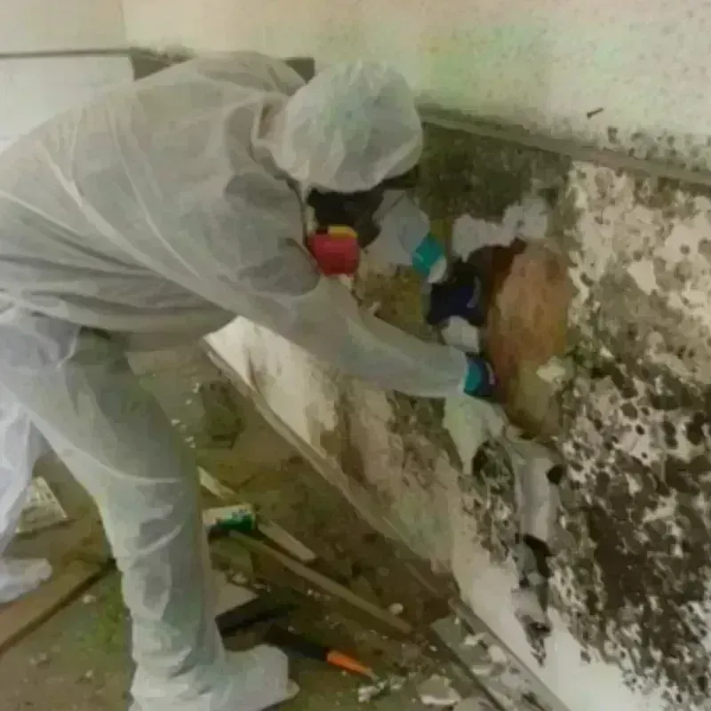 Mold Remediation and Removal in Burgettstown, PA